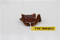 藏品(角額仿相手蟹)的圖片